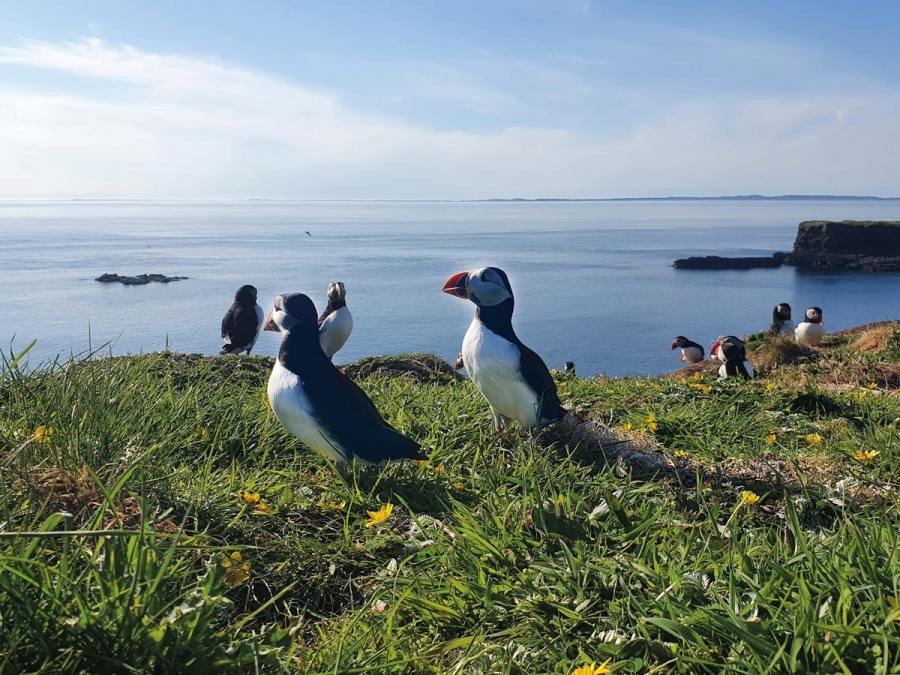See puffins on Lunga