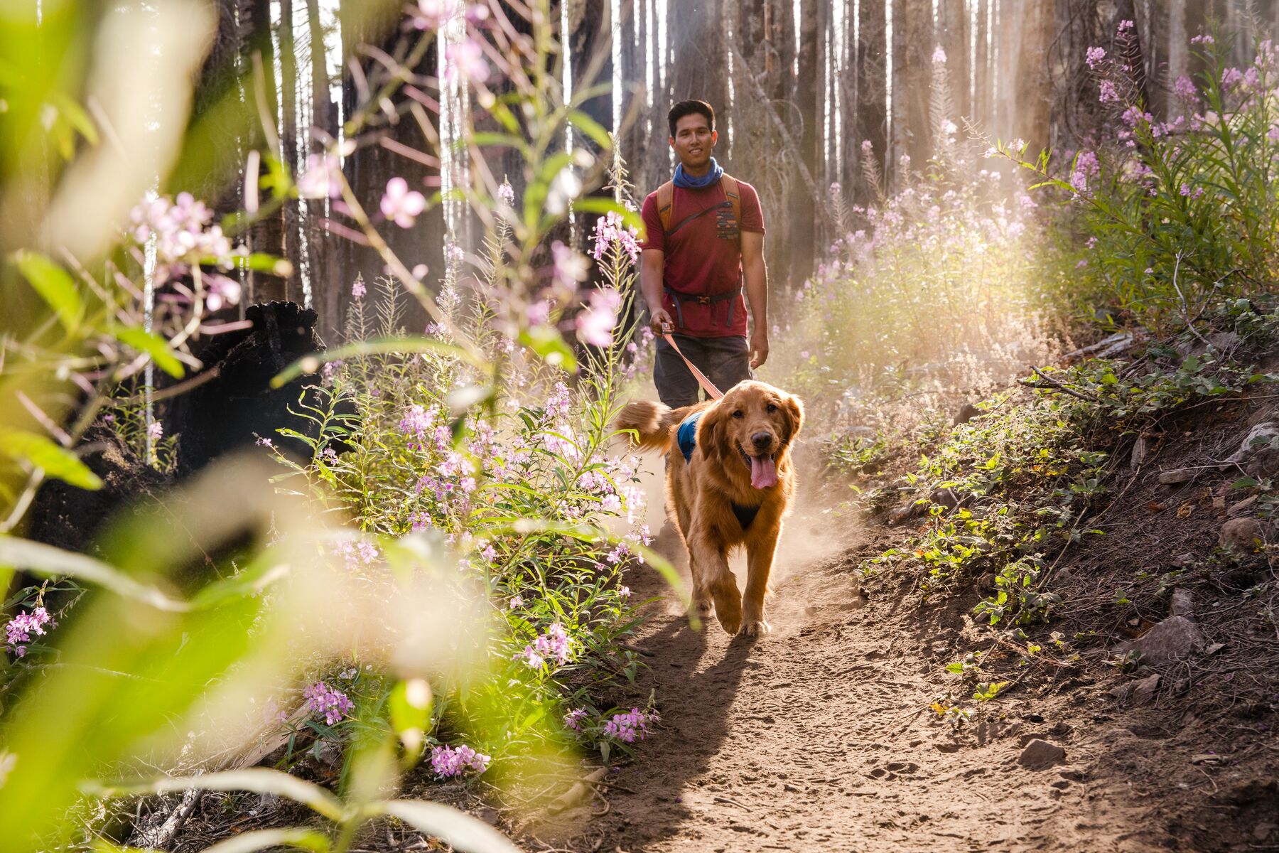 Top 10 dog walks near sales me