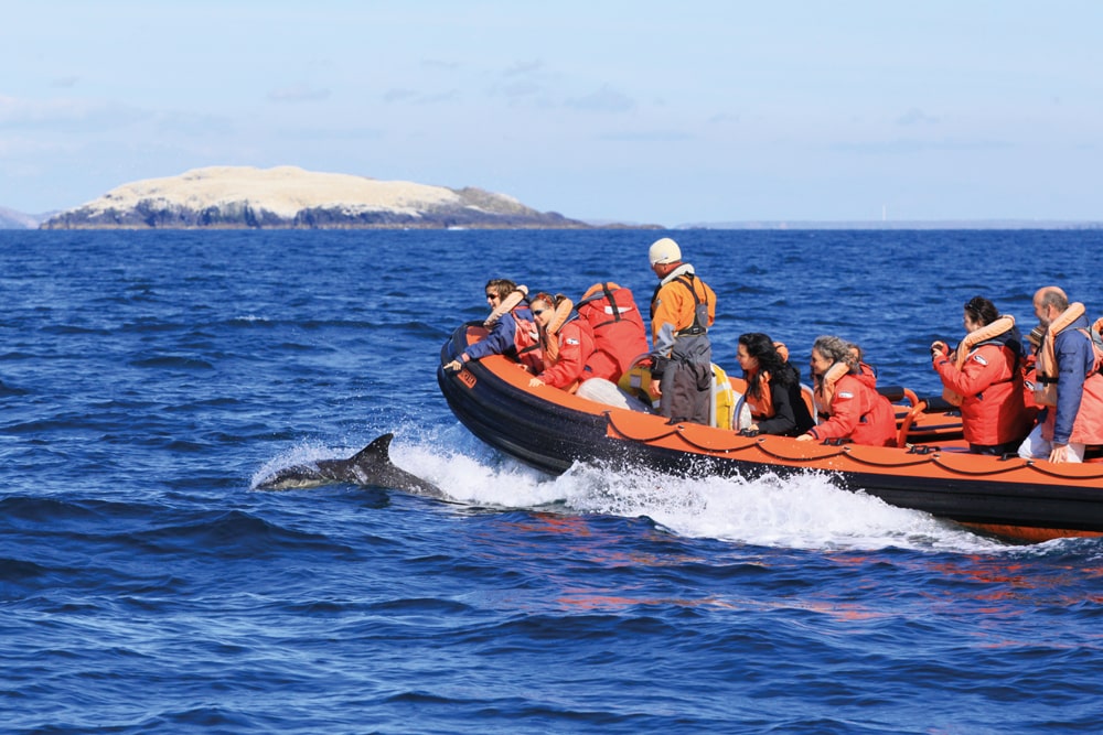 Voyages of Discovery Grassholm with dolphin - photo credit Voyages of Discovery