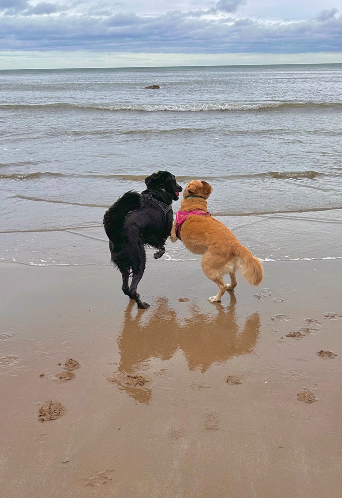 When it comes to walkies, dogs (and their humans) are spoilt for choice at Robin Hood's Bay