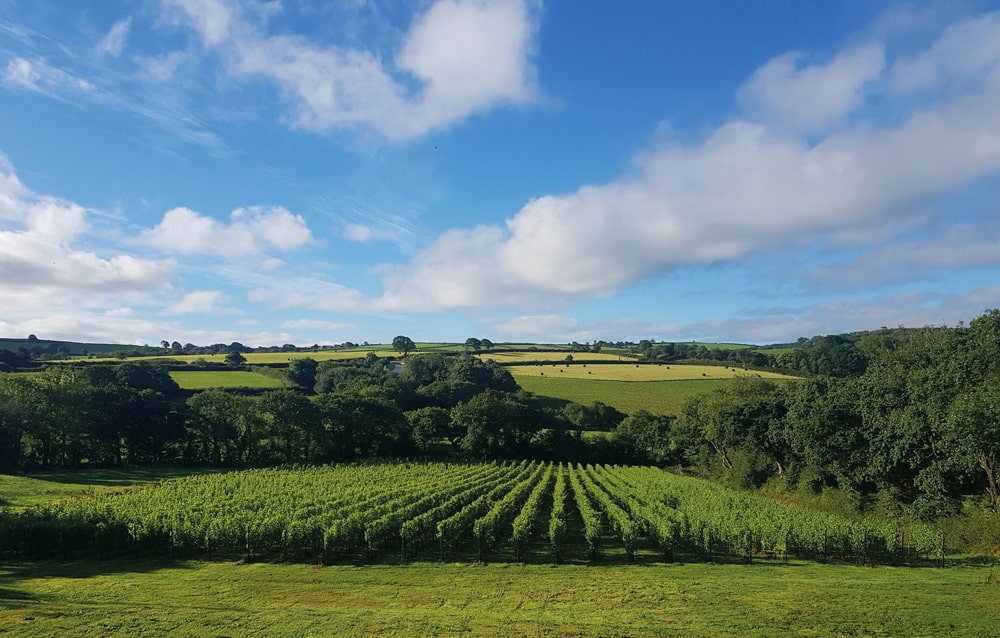 Velfrey Vineyard