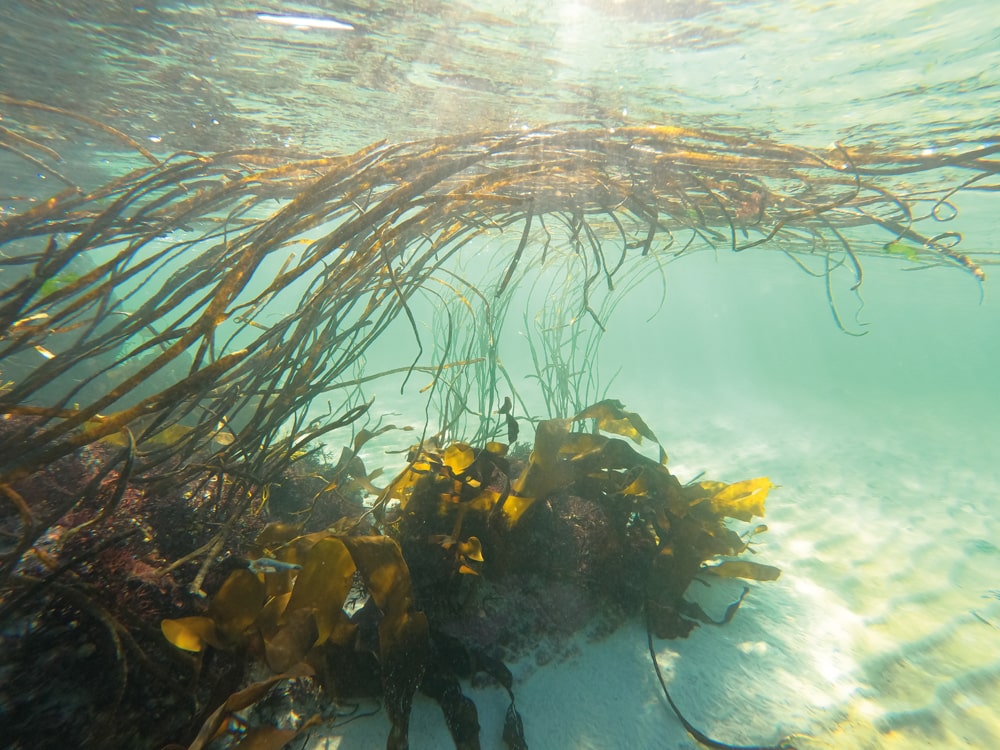 A snorkeller’s eye view of Hebridean seaweeds