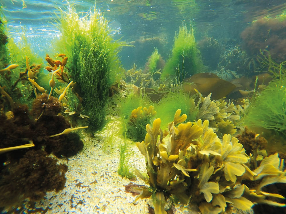 Some of the diverse sea plants native to Islay
