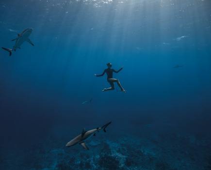 Aquaballet features freediver Marianne Aventurier ‘dancing’ with marine wildlife. Photography ocean film festival, Greg Gyselinck, Alex Voyer