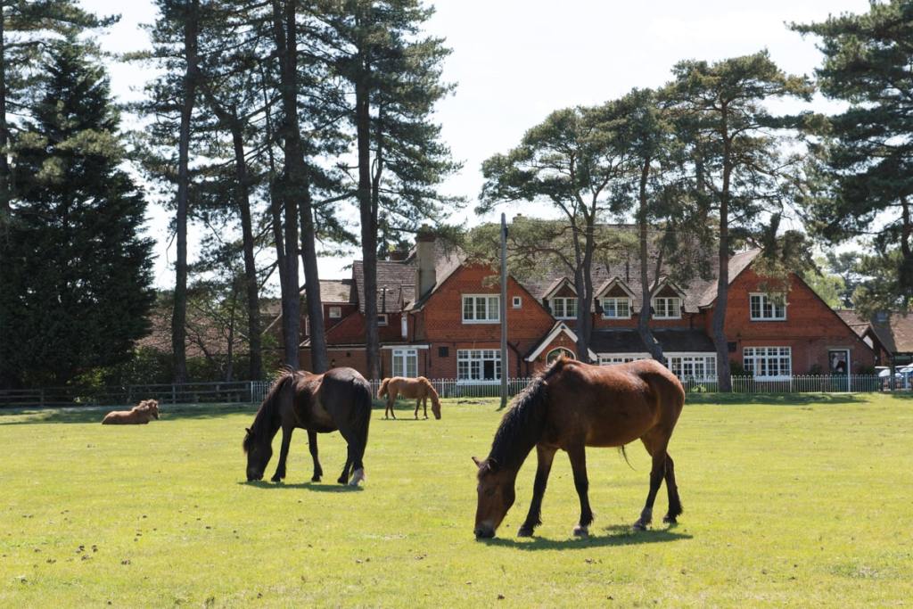 New Forest Hotels