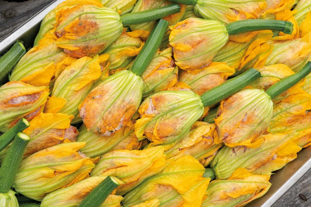 Courgette flowers at Padstow Kitchen Garden.  Photography Frankie Thomas
