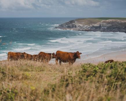 Nancarrow Farm’s herd of Red Ruby cows graze on coastal grasslands in a conservation partnership that supports biodiversity and restores rare habitats