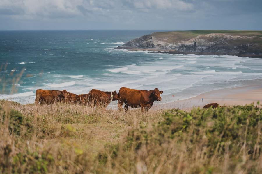 Nancarrow Farm’s herd of Red Ruby cows graze on coastal grasslands in a conservation partnership that supports biodiversity and restores rare habitats