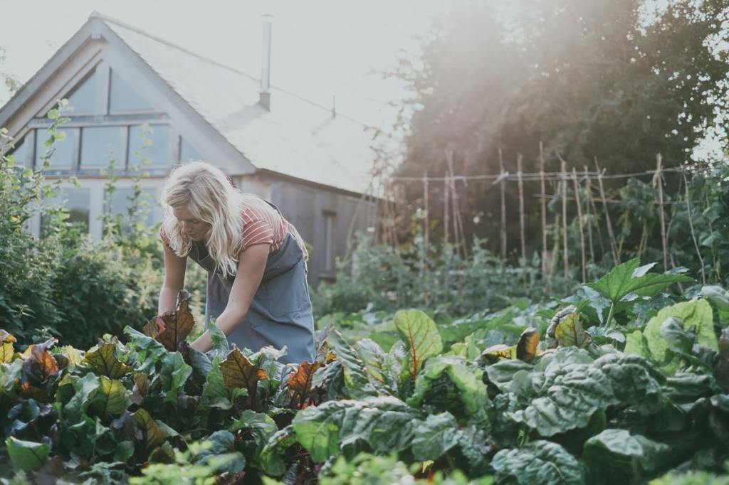 Chard is picked in the kitchen garden