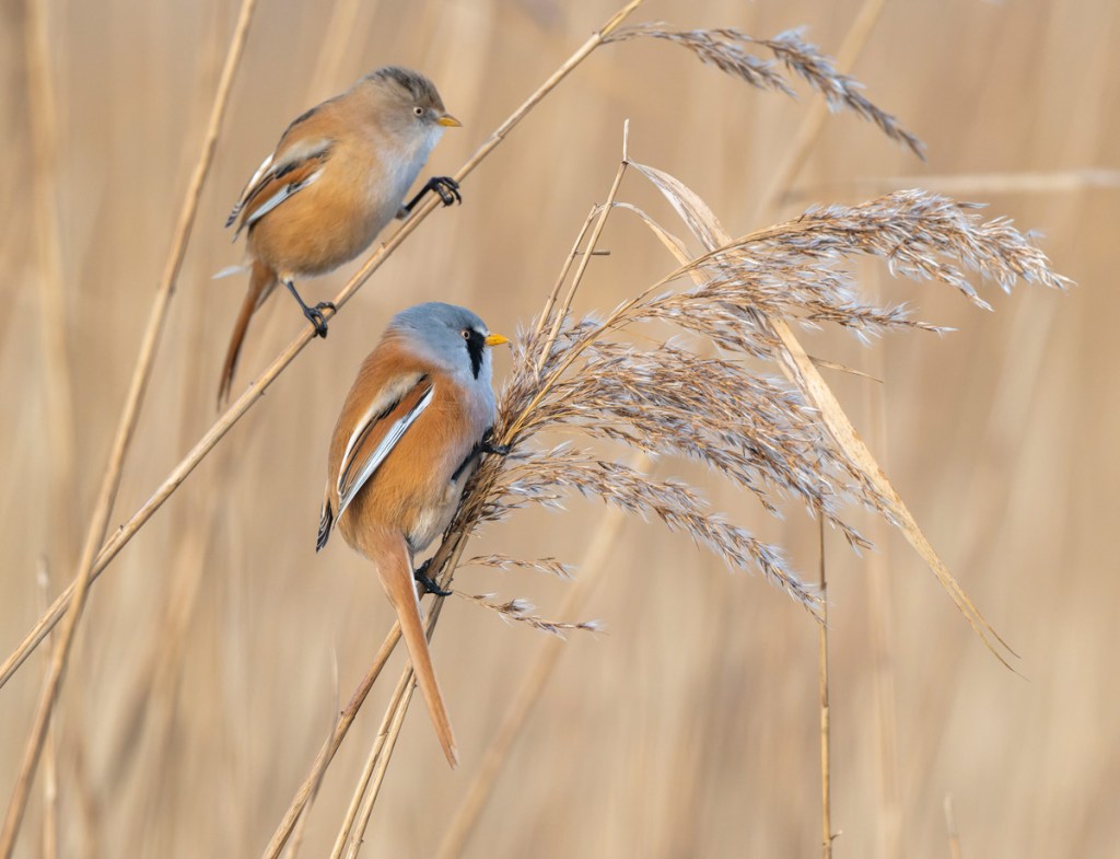 Discover Minsmere in Winter with RSPB