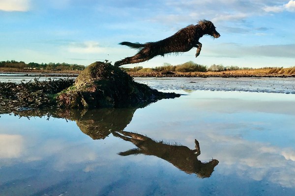 Dog of the year - Noodle