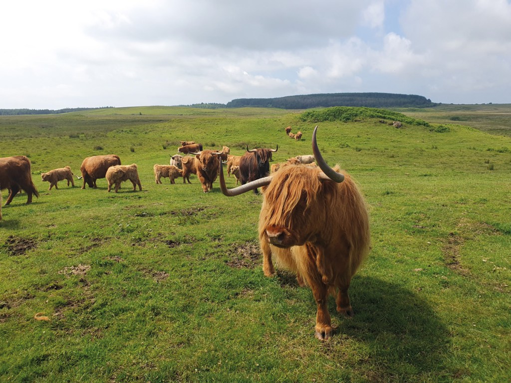A beautiful herd of Highland coos