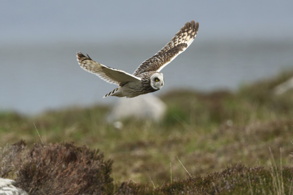 Bird Race with Naturetrek