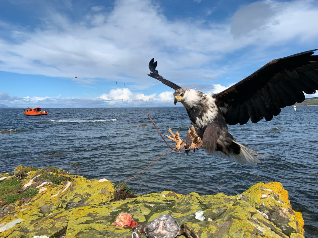 Fishing with a sea eagle