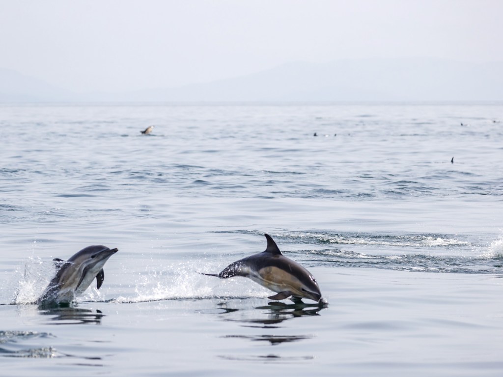 Dolphins are among the wildlife that may 
be seen in the area