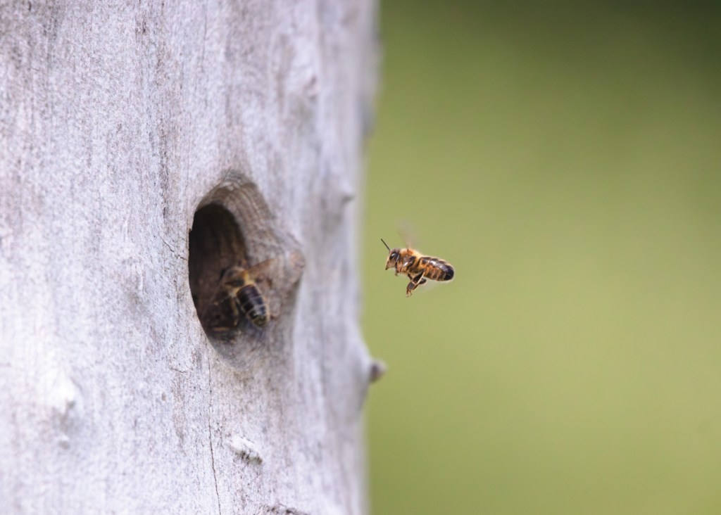 A busy bee arrives home following a search for nectar and pollen