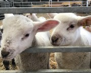 Lambs at Layer Marney Farm