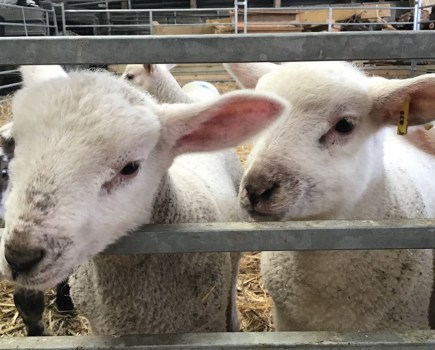 Lambs at Layer Marney Farm
