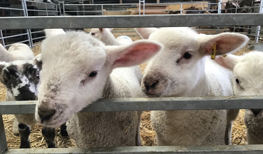 Lambs at Layer Marney Farm